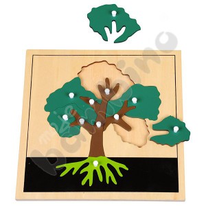 Botanical puzzles- leaf, tree and flower structure
