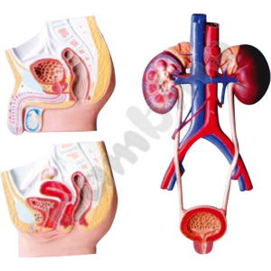 Cross section of the genitourinary system  W/M - board