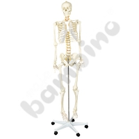 Human skeleton 170 cm