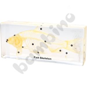 Skeleton placed in plexiglass - fish