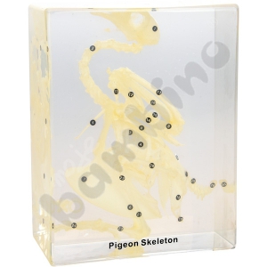 Skeleton placed in plexiglass - pigeon