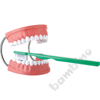Teeth and toothbrush